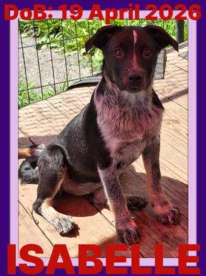 ISABELLE-Savannah, Australian Cattle Dog/Blue Heeler, puppy, available for adoption