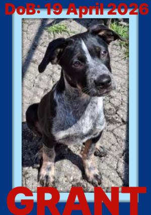 GRANT, Australian Cattle Dog/Blue Heeler, puppy, available for adoption