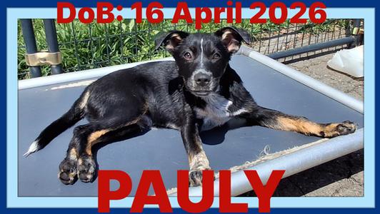 PAULY - Hunter, Australian Cattle Dog/Blue Heeler, puppy, available for adoption