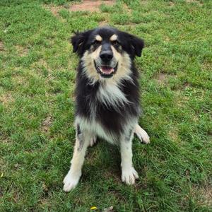 A black and white dog with a fluffy coat sitting on a grassy field.