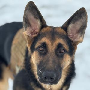 Cosmo, Shepherd, German, adult, available for adoption