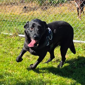 Arlo, Retriever, Black Labrador, available for adoption