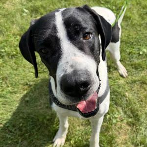 Bo, Great Dane, available for adoption