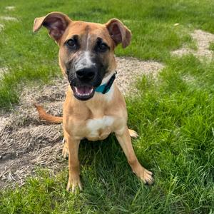 Ember, Shepherd, German, adult, available for adoption