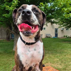 Mae, Boxer, adult, available for adoption