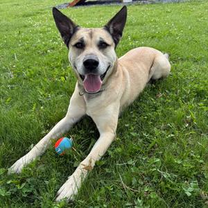 Dusty, Shepherd, German, available for adoption