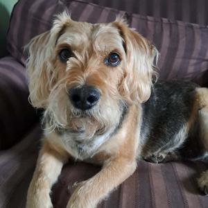 B.B. (Butter Bread), Terrier, Wirehaired, available for adoption