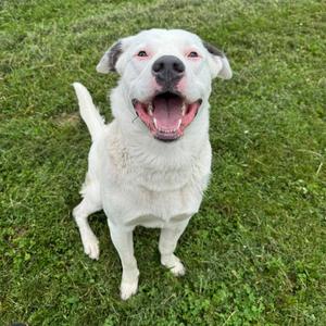 Sully, Retriever, Labrador, adult, available for adoption