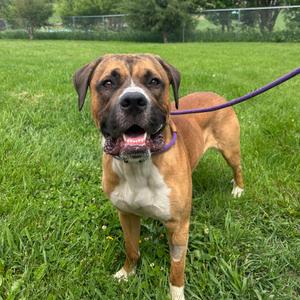 Rocco, Boxer, adult, available for adoption