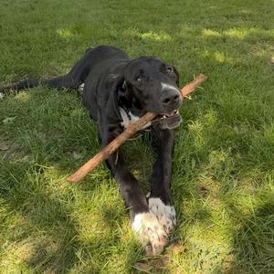 A black dog with white paws is lying on the grass, holding a stick in its mouth.