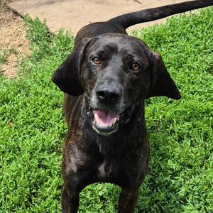 Louise, Hound, Plott, adult, available for adoption