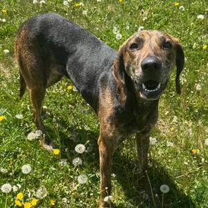Thelma, Hound, Plott, adult, available for adoption