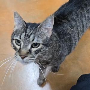 Petey, senior, available for adoption