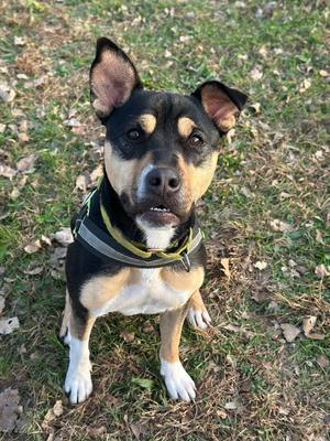 Meg, Shepherd / Terrier, adult, available for adoption