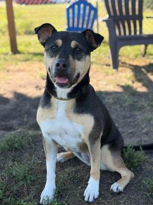 Meg, Shepherd / Terrier, adult, available for adoption