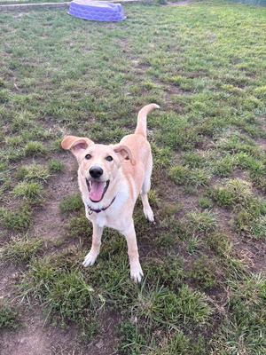 A happy dog with a light brown and white coat stands on a grassy field, its mouth open in a joyful expression and its tail raised. The dog is wearing a collar with a tag. In the background, there is a blue object, possibly a dog bed or toy, on the grass.