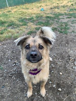 a brown and black dog with a purple collar standing on a dirt ground