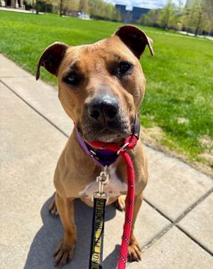 Ruby, Hound / Terrier, adult, available for adoption