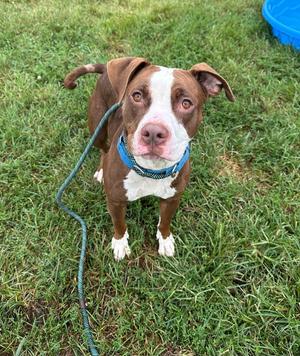 A brown and white dog with floppy ears and a blue collar is standing on a grassy field, looking up at the camera.