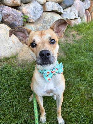 Blake-in a foster home, Shepherd / Terrier, adult, available for adoption
