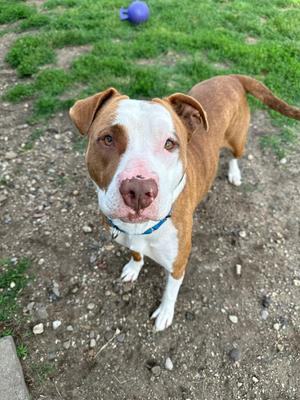 Lilli, Terrier, adult, available for adoption