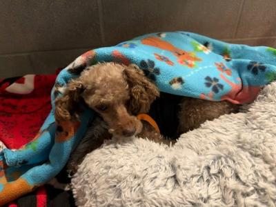 Curly, Poodle (unknown type), senior, available for adoption