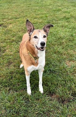 Penny Lane, Collie / Labrador Retriever, senior, available for adoption