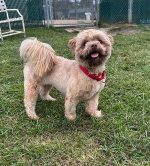 A small, fluffy dog with light brown fur and a red collar stands on a grassy area. The dog has a happy expression with its mouth open, showing its tongue. In the background, there is a fenced area with a white chair and a building.