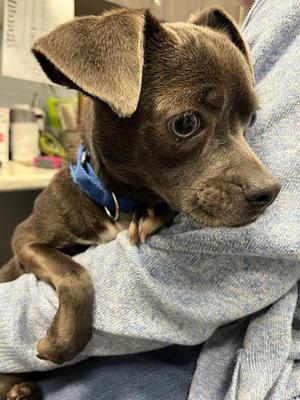 Leonard - In a Foster Home!, Chihuahua / Pug, adult, available for adoption