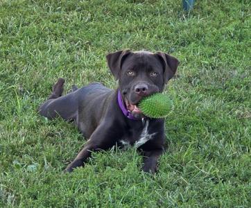 Sheriff, Labrador Retriever / Terrier, young, available for adoption