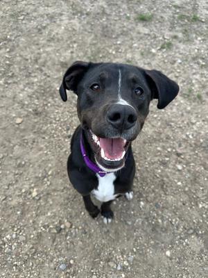 Otis, Labrador Retriever / Terrier, adult, available for adoption
