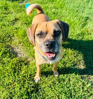 Simba, Pug / Beagle, adult, available for adoption