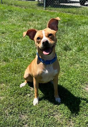 Bessie, Terrier, adult, available for adoption