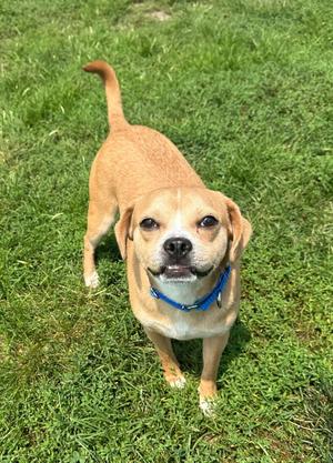 Gordo, Pug / Beagle, adult, available for adoption
