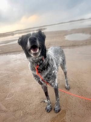 Stormy- In a foster home, Cattle Dog / Terrier, senior, available for adoption