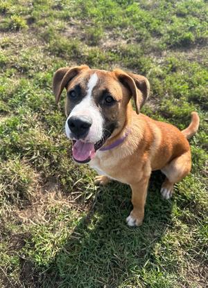 Lars, Labrador Retriever / Saint Bernard, young, available for adoption