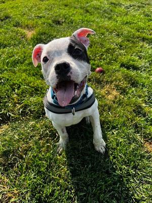 Poppy, Boxer / Terrier, adult, available for adoption