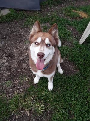 Kita, Siberian Husky, adult, available for adoption