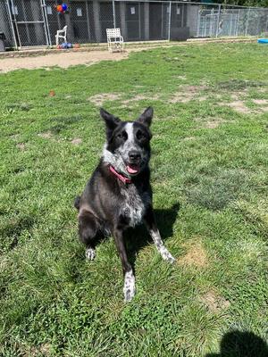 Abby- for sponsorship only, Australian Shepherd / Australian Cattle Dog/Blue Heeler, adult, available for adoption