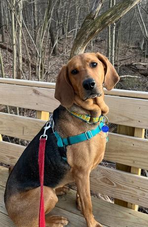 Carlie-In a Foster Home, Plott Hound, adult, available for adoption
