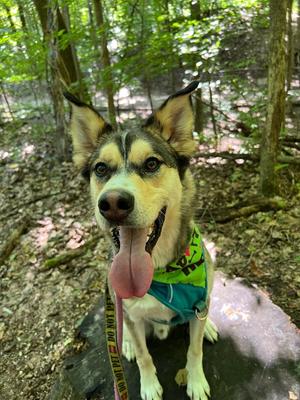 Trip, Husky / Terrier, adult, available for adoption
