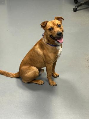 Smokey-in a foster home, Labrador Retriever / Terrier, young, available for adoption