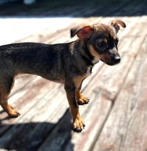 Dolly- in a Foster Home, Yorkshire Terrier Yorkie / Chihuahua, puppy, available for adoption