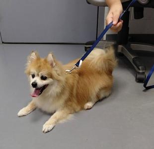 Bijou - in a foster home, Pomeranian, senior, available for adoption