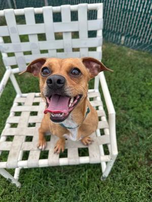 Monica, Chihuahua / Terrier, adult, available for adoption