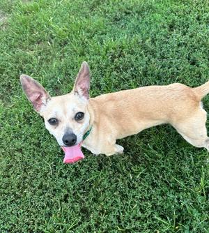 Marshall, Chihuahua / Terrier, young, available for adoption