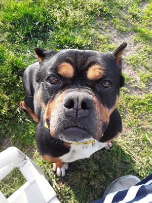 Holly, Terrier / Staffordshire Bull Terrier, adult, available for adoption