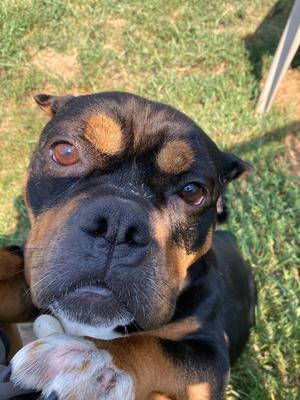 Holly, Terrier / Staffordshire Bull Terrier, adult, available for adoption