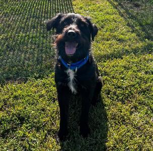 Gypsie, Terrier, adult, available for adoption