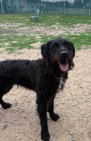 Gypsie, Terrier, adult, available for adoption